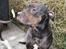 Blanding af racer Bella R.I.P.