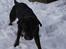 Blanding af racer Bella R.I.P.