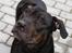 Blanding af racer Bella R.I.P. - mig igen