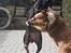 Blanding af racer Bella R.I.P.
