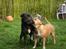 Blanding af racer Bella R.I.P. - leger