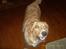 Blanding af racer Buller.... - SMIL...
