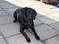 Labrador retriever Tilde