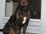 Blanding af racer Bella R.I.P.