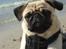 Mops ¤Luie¤