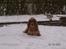Cocker spaniel Frida - Sne er godt nok en underlig fætter. Men meget sjovt at lege i, bare ikke med alle mine faner. De bliver tunge af sne.