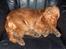 Cocker spaniel Frida - Uha, man bliver træt efter en hel dag på ridecentret. 