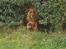 Cocker spaniel Frida - Luk mig så ud af den have så jeg kan komme ud på marken og lege med alle jer andre.