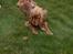 Cocker spaniel Frida - Mit første møde med en frø.