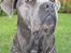 Cane corso  - DIABLO - R.I.P - Mig der tigger grillmad.... :-)