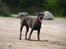 Cane corso  - DIABLO - R.I.P - I grusgraven..