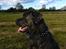 Cane corso  - DIABLO - R.I.P - På marken med far...