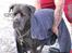 Cane corso  - DIABLO - R.I.P - Efter en strandtur, med min familie.