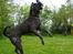 Cane corso  - DIABLO - R.I.P - Diablo i luften!!!!!!!!!