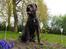 Cane corso  - DIABLO - R.I.P - Kongen på bakken...