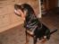 Rottweiler Rox *Solgt*  - Jeg sidder utroooligt pænt..