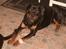 Rottweiler Rox *Solgt* 