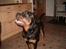Rottweiler Rox *Solgt*  - Logre logre se mig nu jeg er så sød