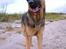 Schæferhund Cassius - 14 måneder og en ægte lømmel...