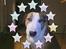 Blanding af racer (bullterrier) Gizmo R.I.P