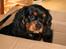 Cavalier king charles spaniel Freddie - Skal vi lege skjul? 19-10-2007