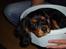 Cavalier king charles spaniel Freddie - 07-09-2007