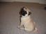 Mops Albert
