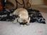 Mops Albert