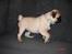 Mops Albert - Albert som fotomodel ;)