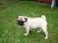 Mops Albert - E.T Phone home, i haven ;)
