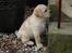 Labrador retriever Juelsgaard's Coat of Many
