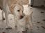 Labrador retriever Juelsgaard's Coat of Many