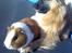 Blanding af racer Gizmo