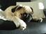 Mops ¤Luie¤ - Luie 16 uger.. tager lige en lur i stolen.