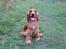 Cocker spaniel Sille - Halløj