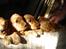 Cocker spaniel Sille - Sille og søskende