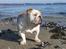 Engelsk bulldog Rickie død 31.03.08 - Strandløve