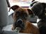 Boxer Emma