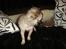 Chihuahua Royal Flash *ENZO <3*