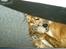 Golden retriever Trunte R.I.P 4/7-08 - Min bold er god