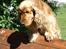 Cocker spaniel Oliver