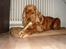 Cocker spaniel Oliver - Oliver med sin pind