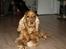 Cocker spaniel Oliver