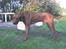 Rhodesian ridgeback cobi