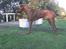 Rhodesian ridgeback cobi