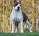 Amerikansk staffordshire terrier ¤GIULY¤