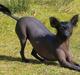 Xoloitzcuintle Hedehusets E-Z 2 Love