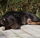 Blanding af racer Bella R.I.P.