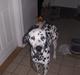 Dalmatiner Frede