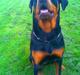 Rottweiler Chilli